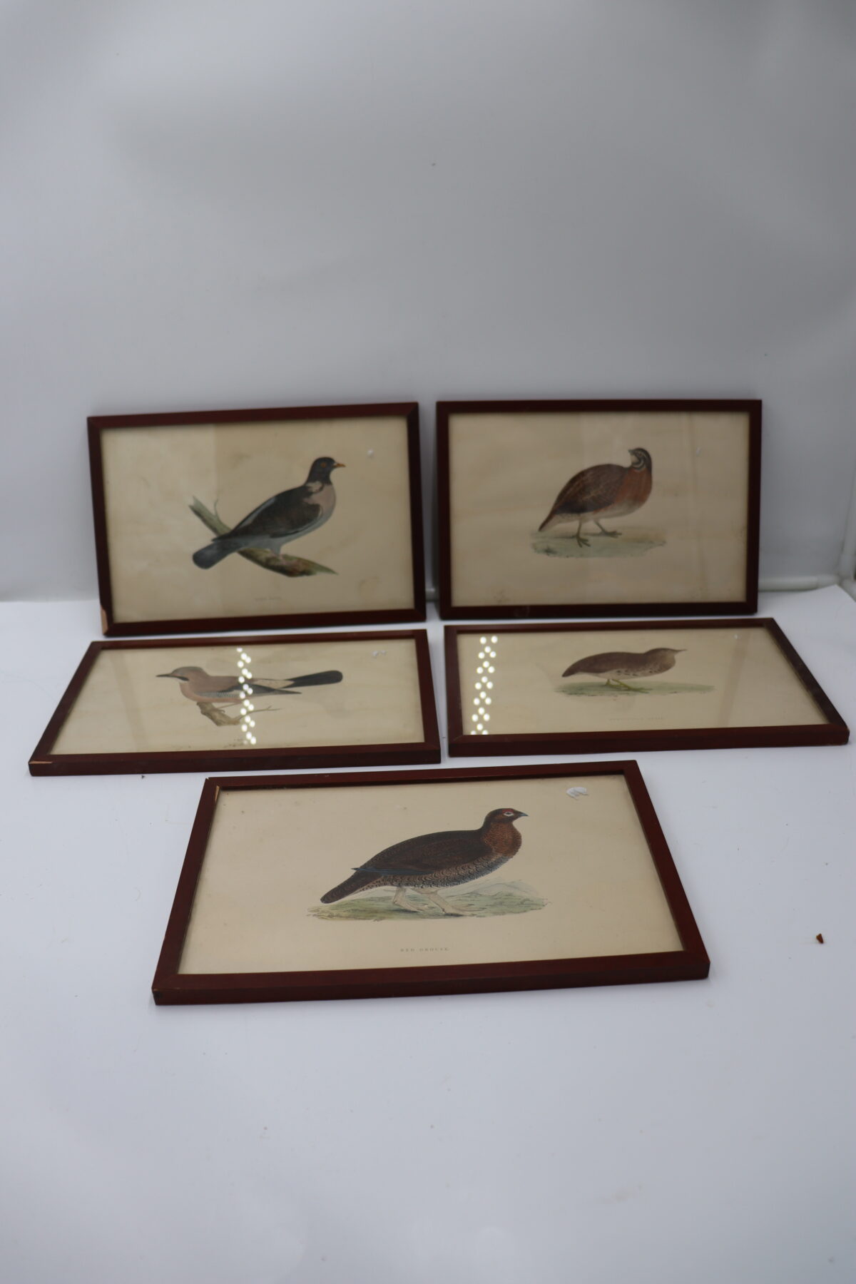 Lot de 5x tableaux "oiseaux" – Image 1