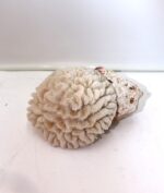 Corail blanc – Image 2