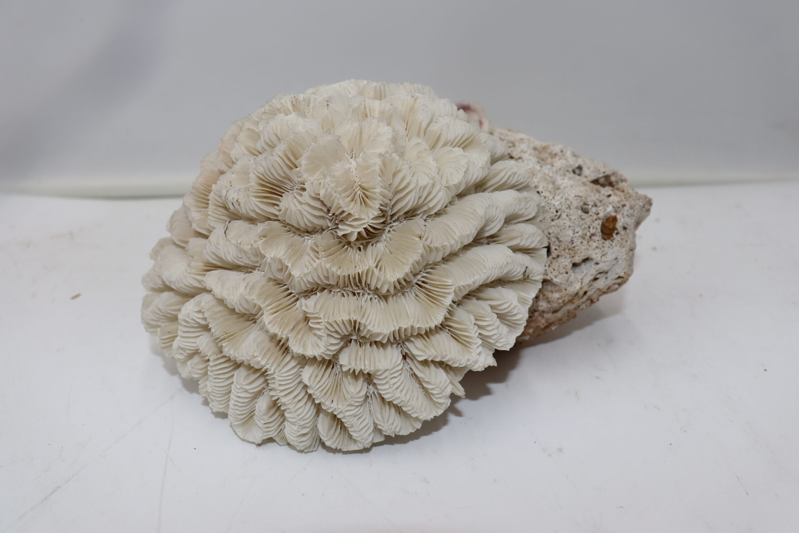 8149 Corail blanc – Image 1