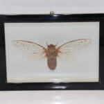 Cadre entomologique avec cigale