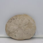 Coquille de clypeaster