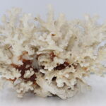 Corail blanc