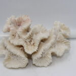 Corail blanc