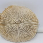 Corail blanc champignon