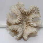 Corail blanc