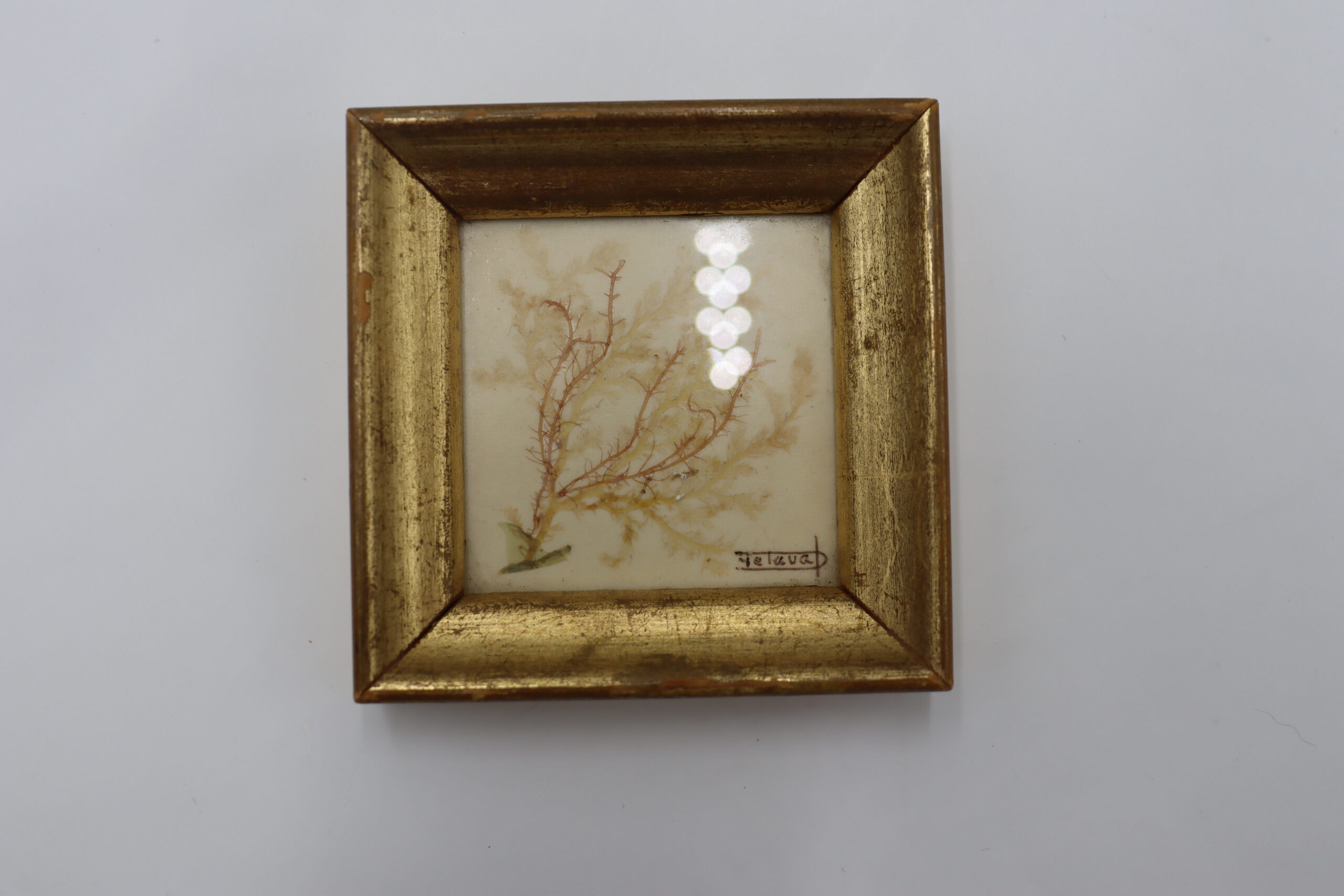 9292 Tableau avec une algue séchée – Image 1