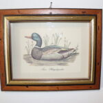 Estampe d'un canard à tête bleue