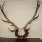 Trophée bois de cerfs